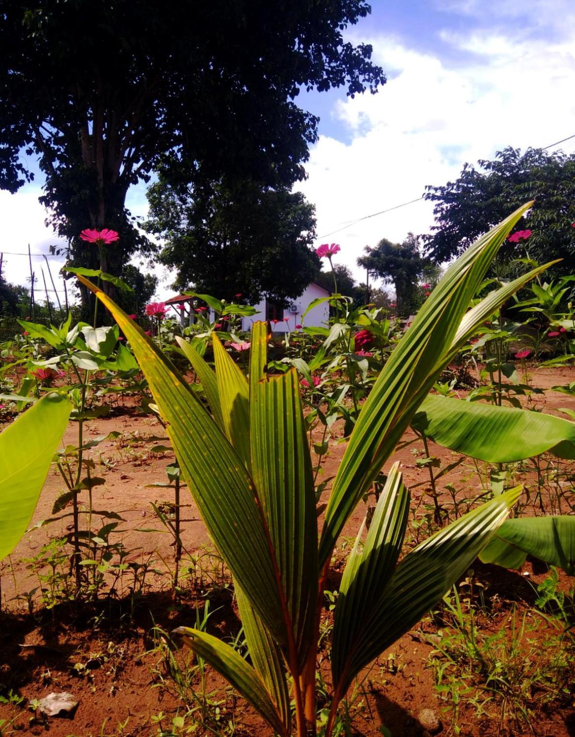 Moni Farm House Wilpattu Hotel Nochchiyagama Exterior photo